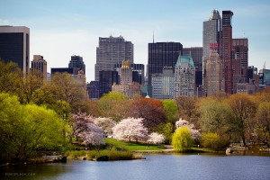 central_park_spring